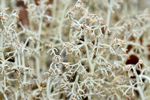 Sierlijk rendiermos (Cladonia ciliata) bij Storkongsvatnet, Lofoten