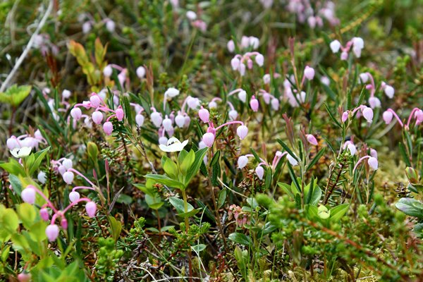 Lavendelhei (Andromeda polifolia), Lofoten