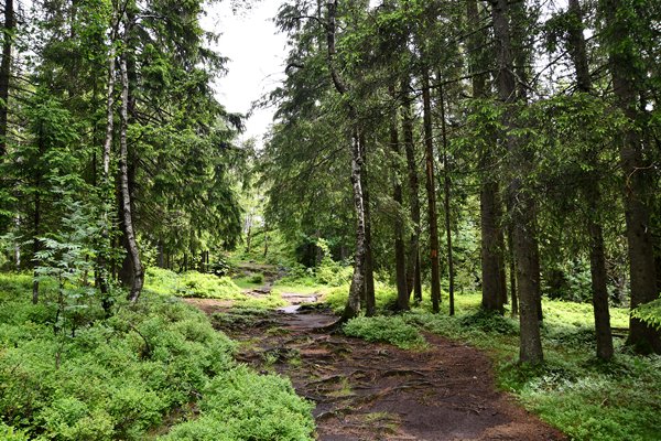 Wandelpad met boomwortels in het natuurgebied Nordmarka, Oslo