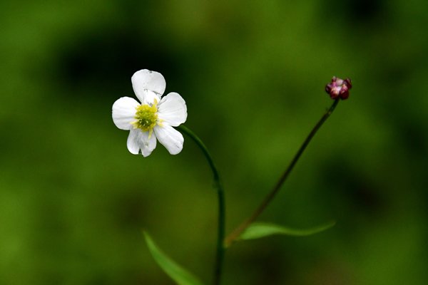 Witte boterbloem (Ranunculus platanifolius) in de Nordmarka, Oslo