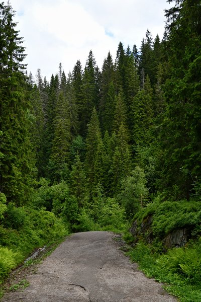 Weggetje en bomen in Nordmarka, Oslo