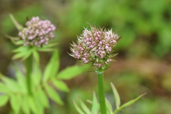 Echte valeriaan (Valeriana officinalis) in de Nordmarka, Oslo