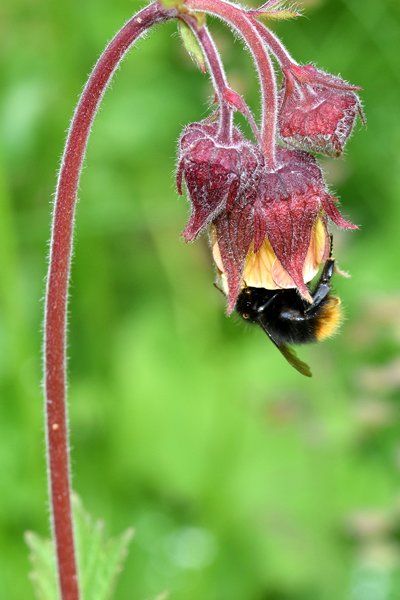 Knikkend nagelkruid (Geum rivale) in de Nordmarka, Oslo