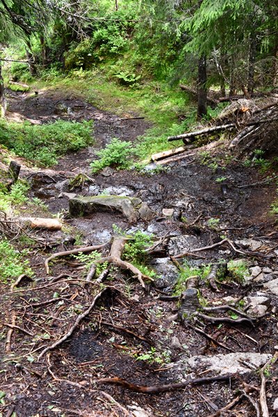 Matig wandelpad in de Nordmarka, Oslo