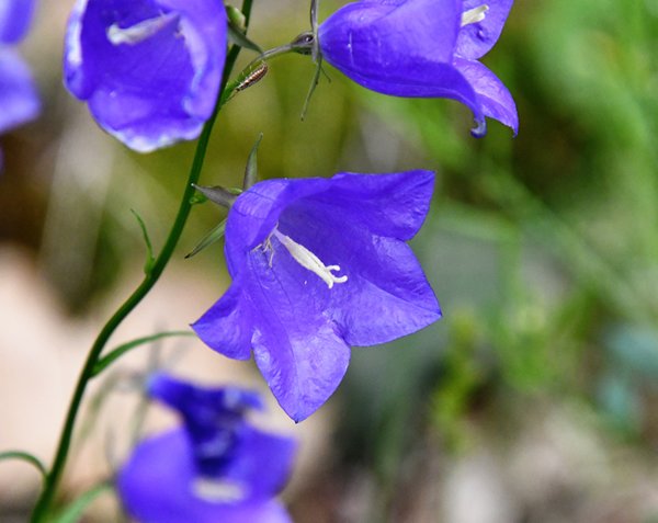 Prachtklokje (Campanula persicifolia) op Hovedøya, Oslo