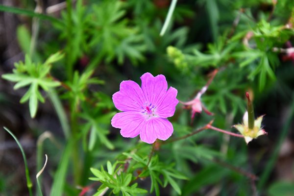 Bloedooievaarsbek (Geranium sanguineum) op Hovedøya, Oslo