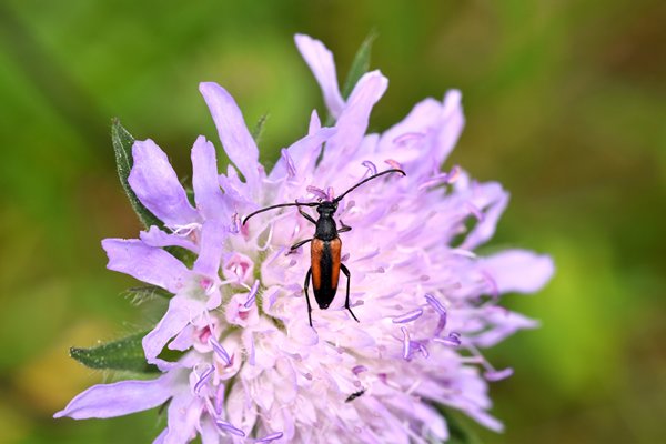 Tweekleurige smalboktor (Stenurella melanura) op Hovedøya, Oslo