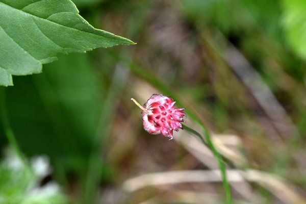 Kraailook (Allium vineale) op Hovedøya, Oslo