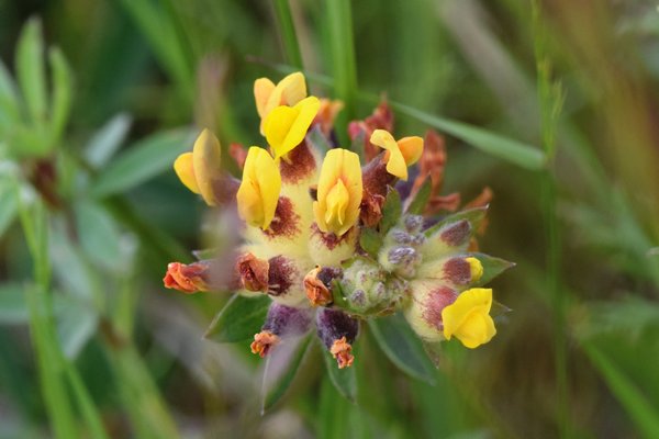 Wondklaver (Anthyllis vulneraria) op Hovedøya, Oslo