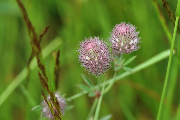 Hazenpootje (Trifolium arvense) op Hovedøya, Oslo