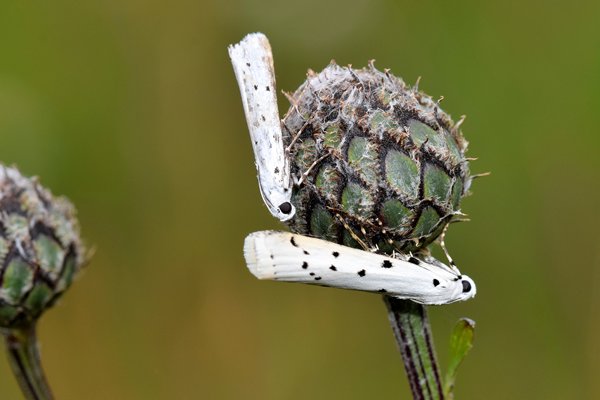 Distelhermelijntje (Myelois circumvoluta) op Hovedøya, Oslo