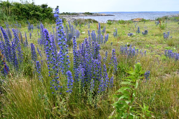 Blauwe bloemen bij ferryhaven op Vrångö