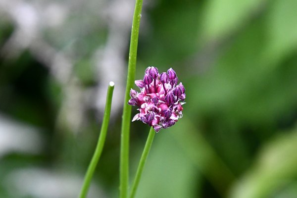 Kraailook (Allium vineale) op Vrångö, Zweden