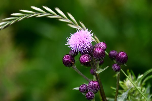 Akkerdistel (Cirsium arvense) op Vrångö, Zweden