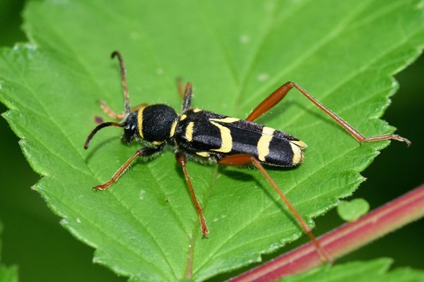 Kleine wespenboktor (Clytus arietis) op Vrångö, Zweden