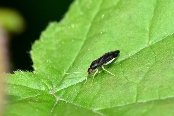 Hazelaarbleekpoot Phylus coryli op Vrångö, Zweden