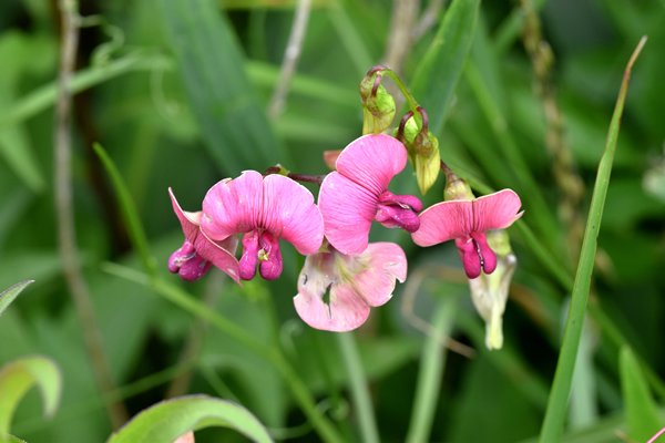 Boslathyrus (Lathyrus sylvestris) op Vrångö, Zweden