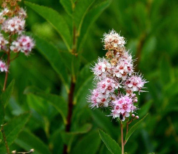 Struikspirea spec. (Spiraea spec.) op Vrångö, Zweden