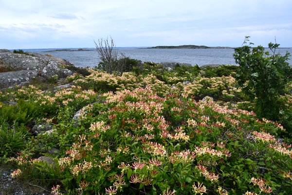 Wilde kamperfoelie (Lonicera periclymenum) aan de kust van Vrångö, Zweden