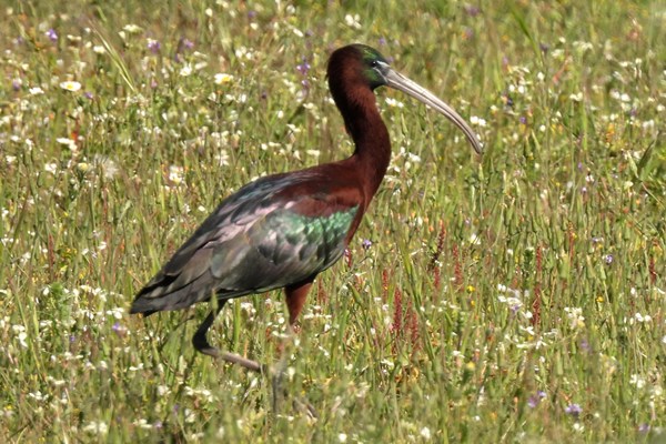 Glossy ibis