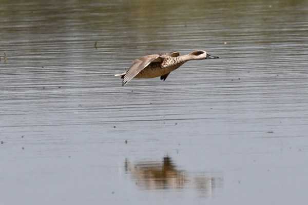 Marbled duck in flight