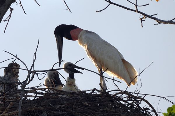 Jabiru op nest