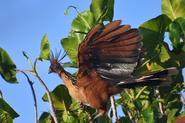 Hoatzin bij Mahaica Creek