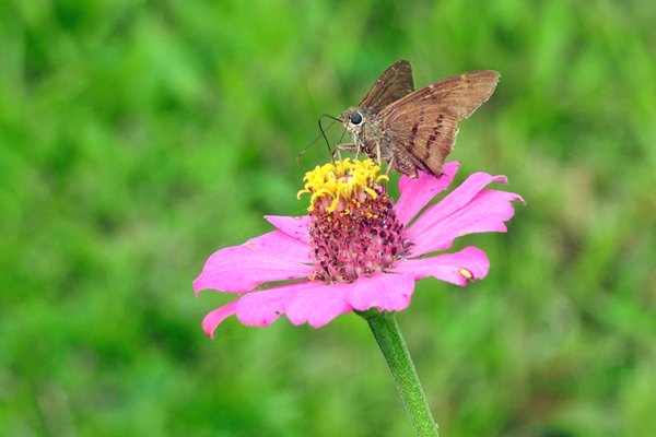 Vlinder in de tuin van Bloemendaal (Suriname)