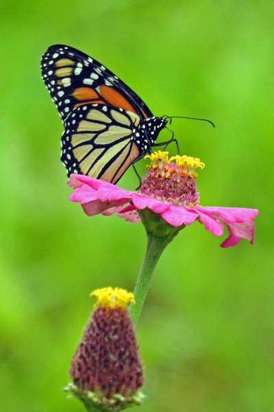 Vlinder in de tuin van Bloemendaal (Suriname)