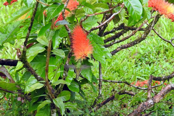 Kolibrie bij oranje bloem bij Groningen (Suriname)