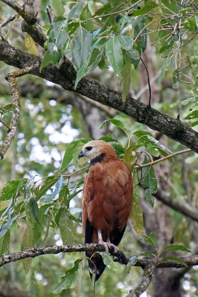 Black-collared Hawk bij Bigi Pan