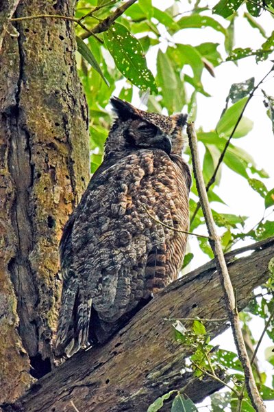 Great Horned Owl bij Bigi Pan