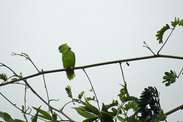 Parakeet (of Parrotlet) bij Fort Nieuw Amsterdam