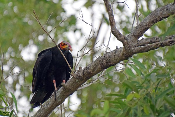 Turkey Vulture (Roodkopgier) in Suriname