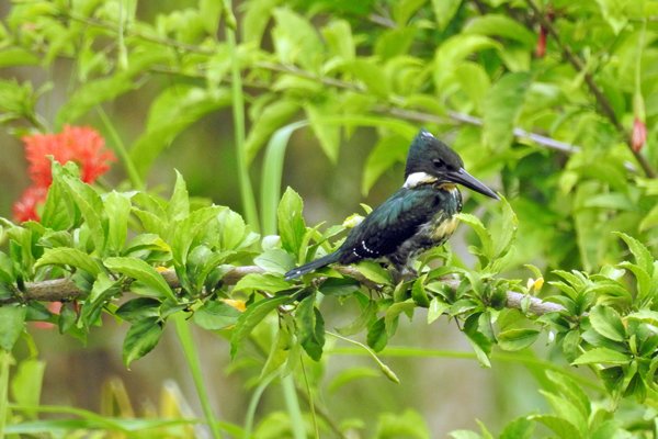 Green Kingfisher op Plantage Bakkie