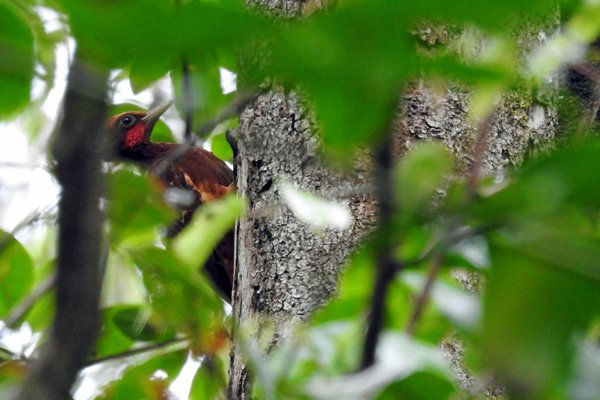 Chestnut Woodpecker (Vaalkuifspecht) in de Warappa kreek