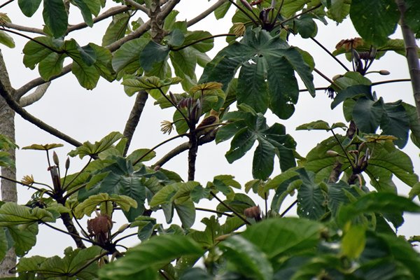 Cream-colored Woodpecker (Strogele Specht) op Plantage Bakkie