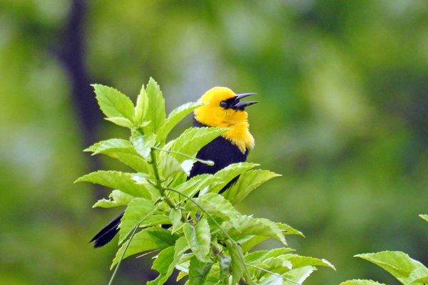 Yellow-hooded Blackbird (Geelkaptroepiaal) op Plantage Bakkie