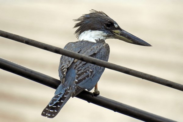 Ringed Kingfisher (Amerikaanse Reuzenijsvogel) bij Leonsberg, onderweg naar Paramaribo