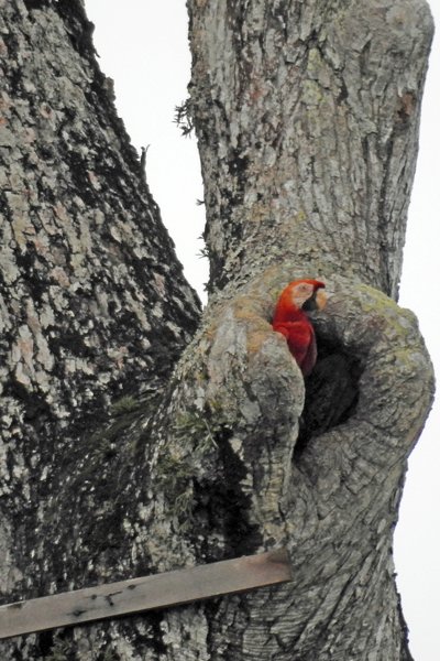 Scarlet Macaw (Geelvleugelara) bij het nest