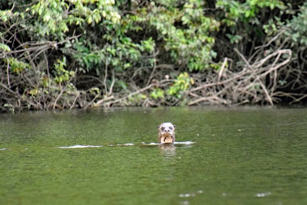 Giant River Otter (Reuzenotter) in de Coppename rivier