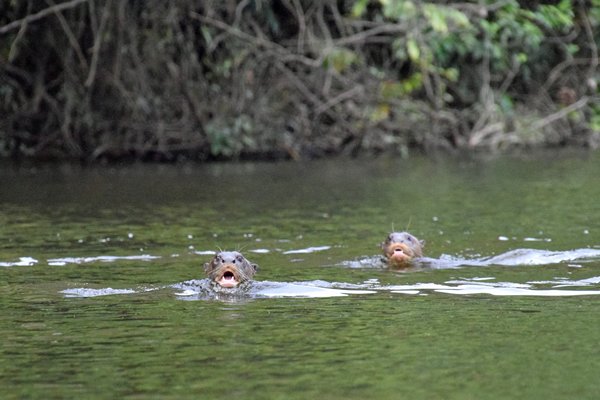 Giant River Otters (Reuzenotter) in de Coppename rivier