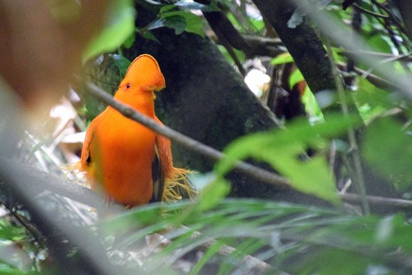 Guianan Cock-of-the-Rock (Oranje Rotshaan)