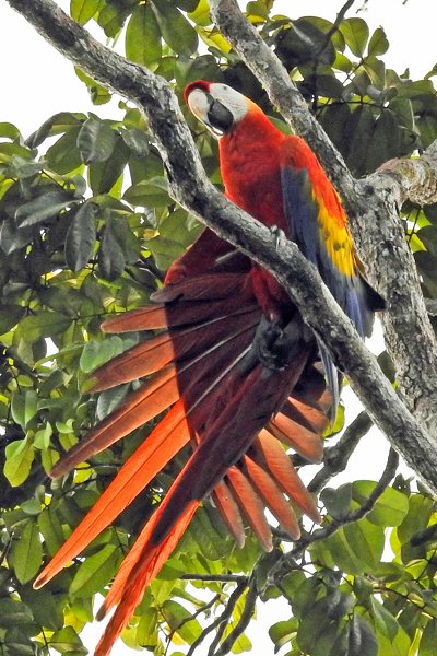 Scarlet Macaw (Geelvleugelara) bij Palumeu