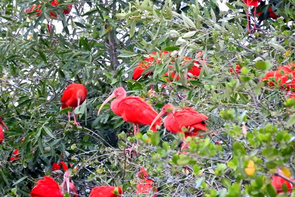 Rode ibissen op Bigi Pan