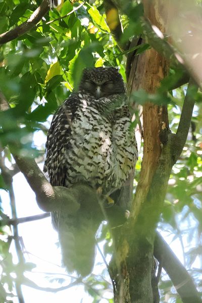 Boeboekuil in de omgeving van Brisbane, Australië