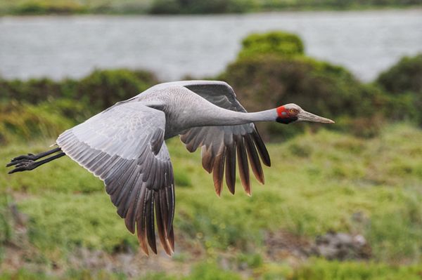 Brolgakraanvogel in de omgeving van Melbourne, Australië