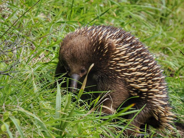 Mierenegel langs de Great Ocean Walk, Australië