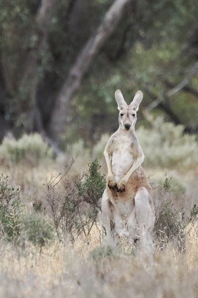 Reuzenkangoeroe in de omgeving van de Great Ocean Road, Australië