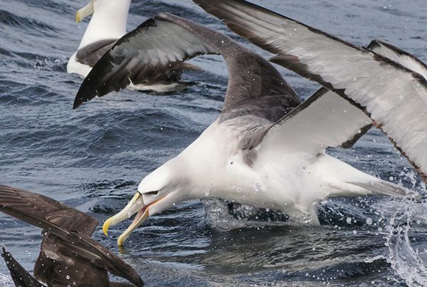 Witkapalbatros, Tasmanië, Australië